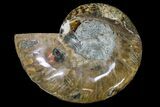 Cut & Polished Ammonite Fossil (Half) - Agate Replaced #146213-1